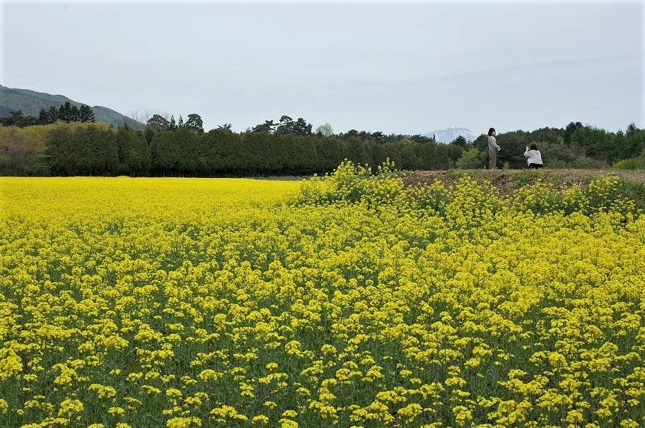 煙山ひまわりパークの菜の花 ハイキングさ あべじゃ