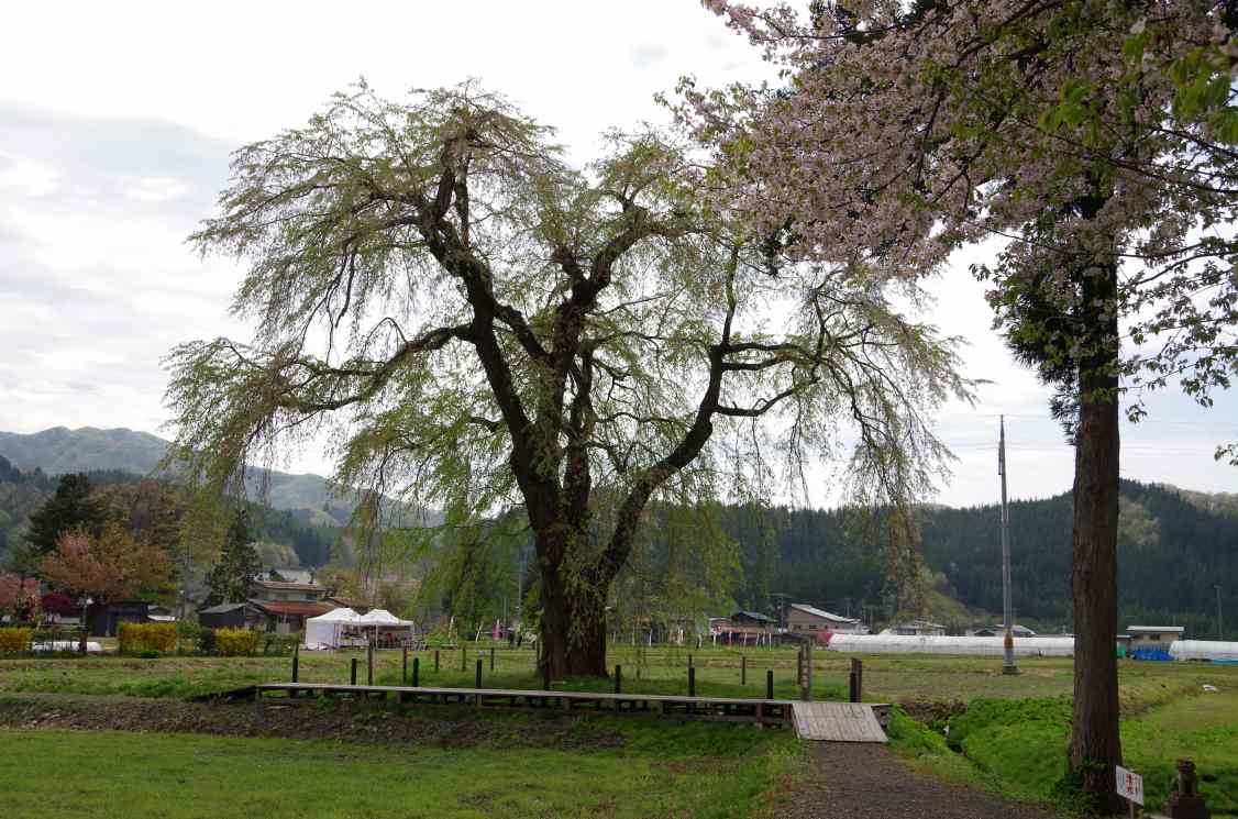 おしら様の枝垂れ桜 ハイキングさ あべじゃ おしら様の枝垂れ桜 ハイキングさ あべじゃ