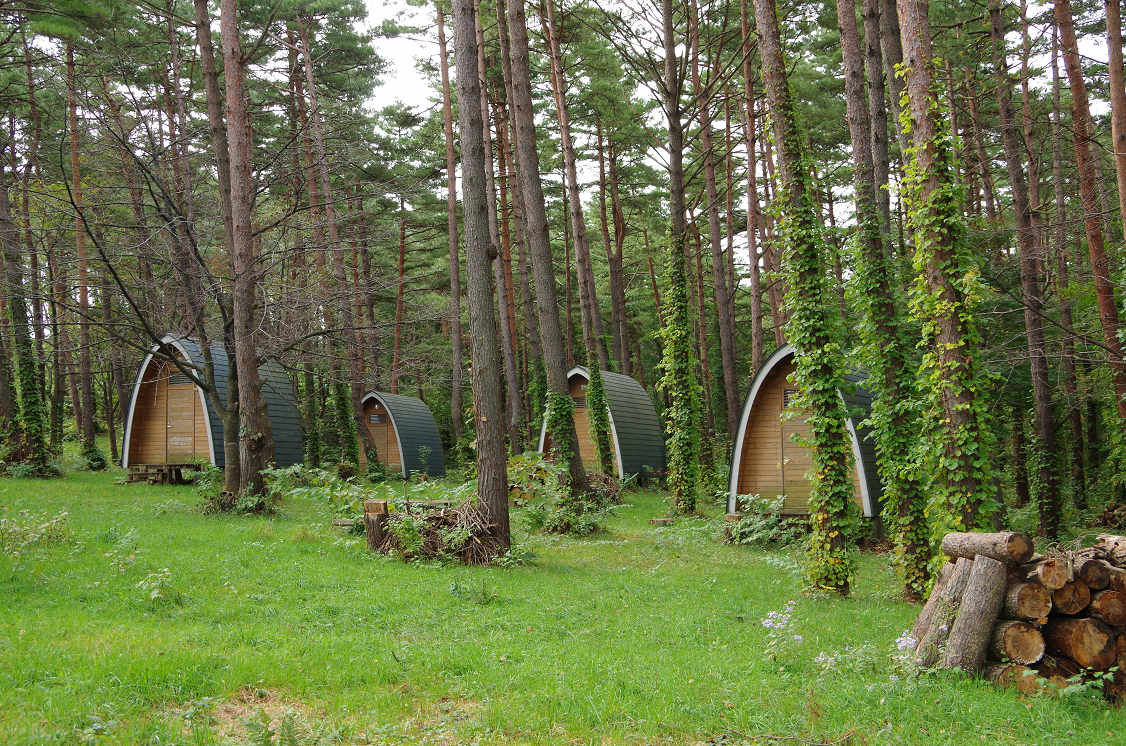 高森高原のツツジと東菊 ハイキングさ あべじゃ