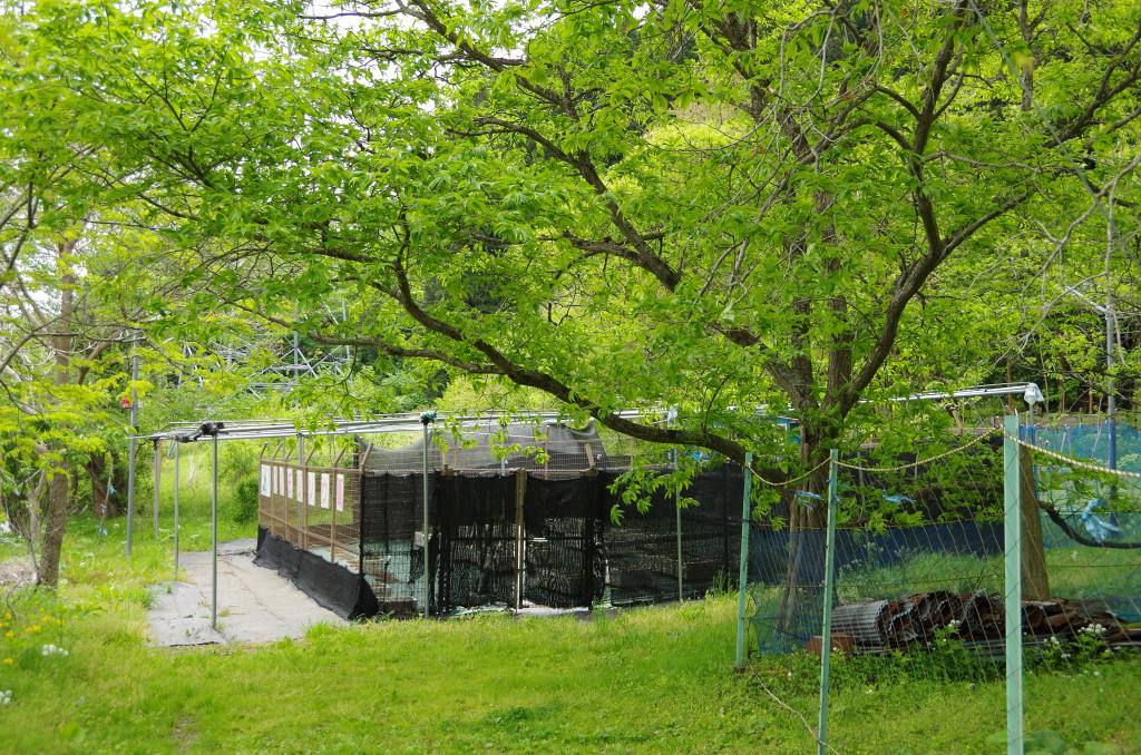 住田のアツモリソウ園 ハイキングさ あべじゃ 住田のアツモリソウ園 ハイキングさ あべじゃ