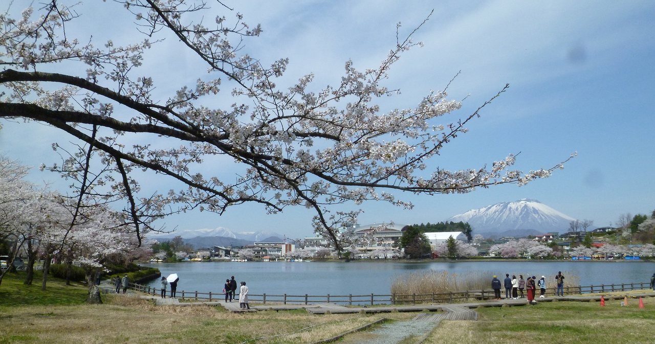 ハイキングさ あべじゃ:高松公園は七分咲き 残雪の岩手山と