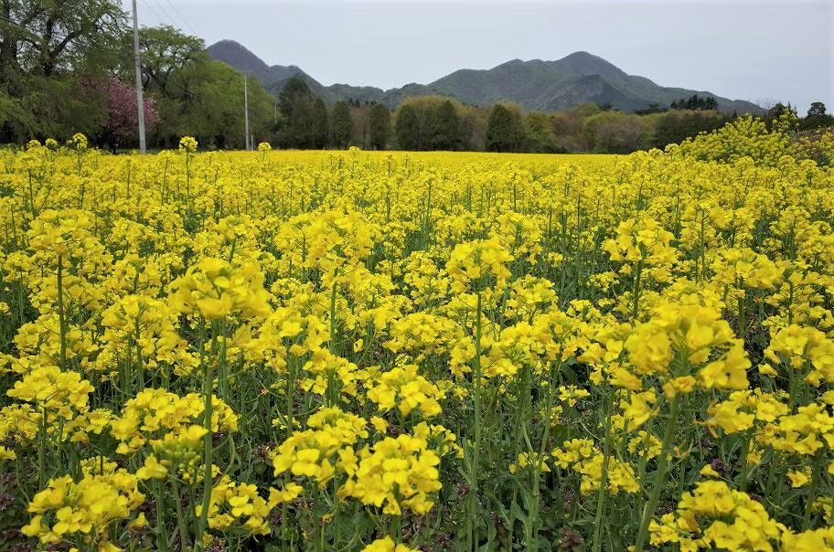 煙山ひまわりパークの菜の花 ハイキングさ あべじゃ