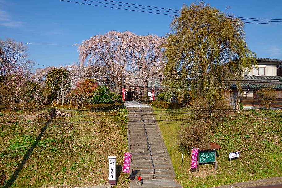 青空に映え 身照寺しだれ桜 ハイキングさ あべじゃ 青空に映え 身照寺しだれ桜 ハイキングさ あべじゃ