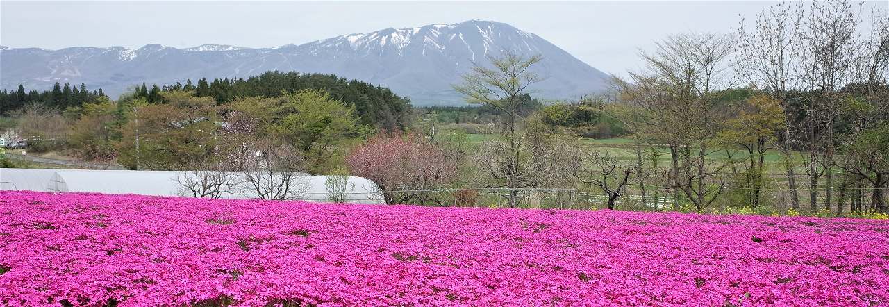花工房らら倶楽部の芝桜 ハイキングさ あべじゃ