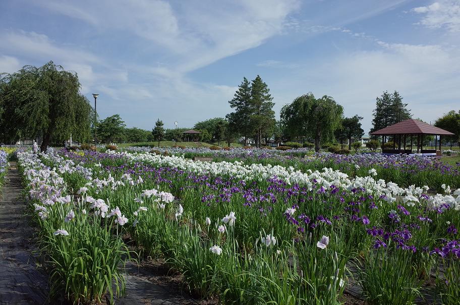 浅舞公園のアヤメ ハイキングさ あべじゃ