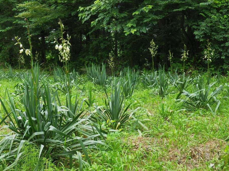 一戸運動公園のイトランと紫陽花 ハイキングさ あべじゃ