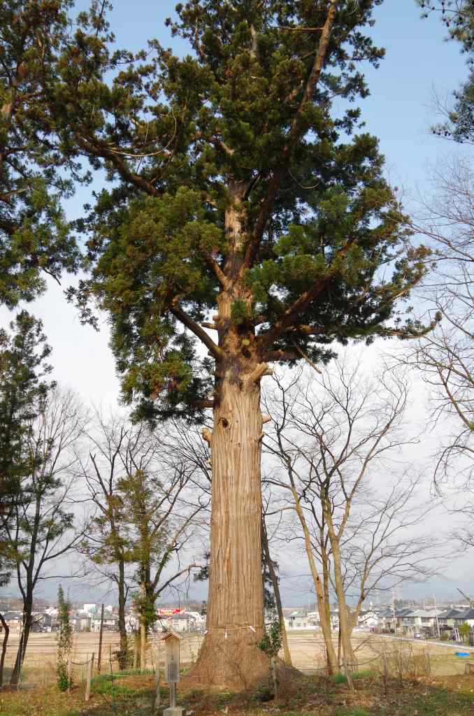 ハイキングさ あべじゃ:走湯神社の大杉