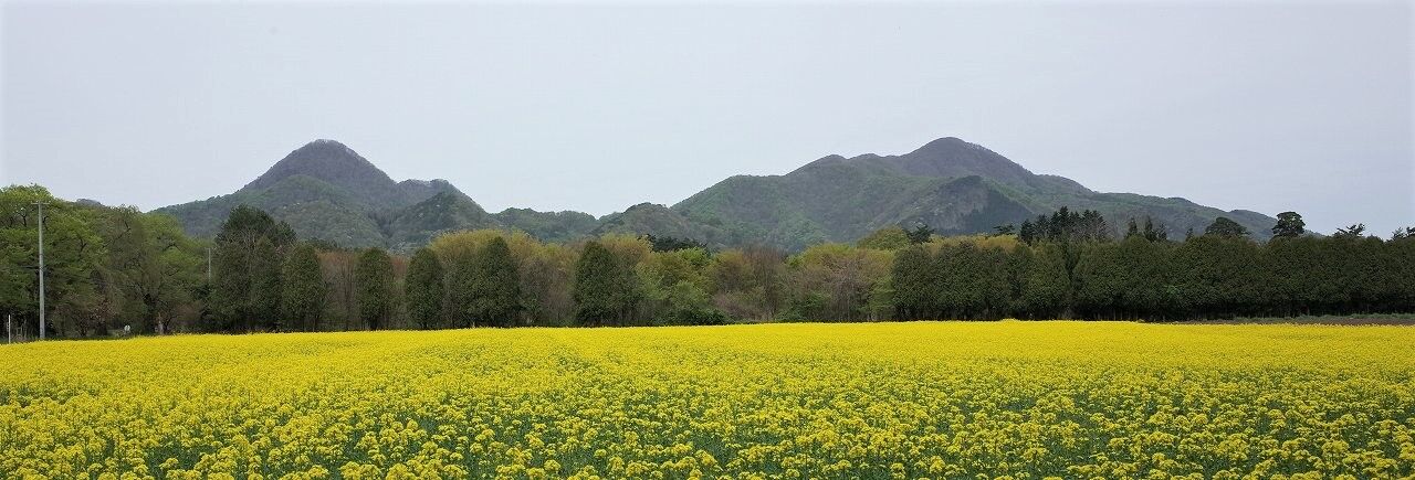 煙山ひまわりパークの菜の花 ハイキングさ あべじゃ