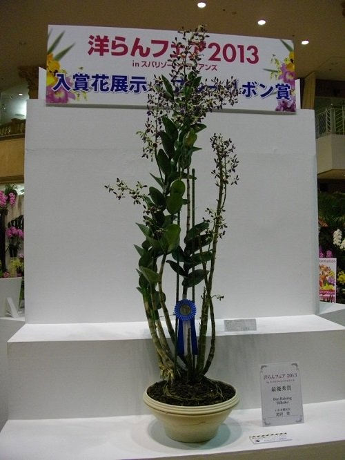 イメージ 6