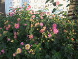DSCF3578