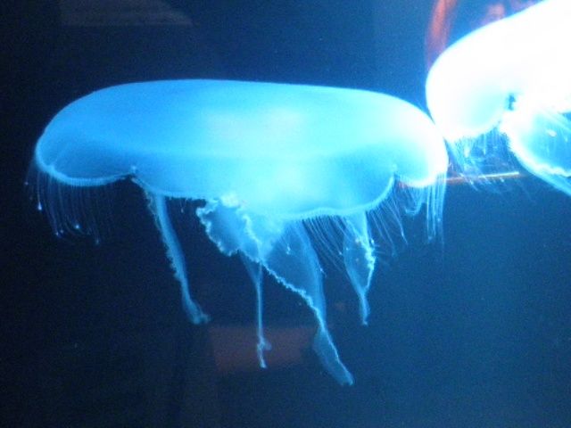 山形県 加茂水族館 その２ おやじライダー