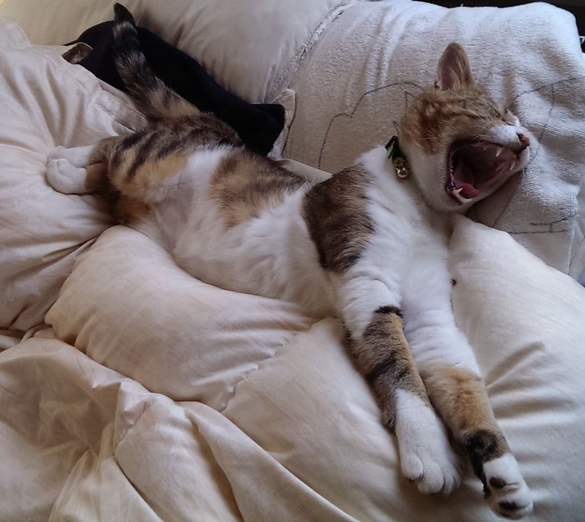 メンテ ふかふか布団は気持ちいい 便利屋工房 ドリーム ロック