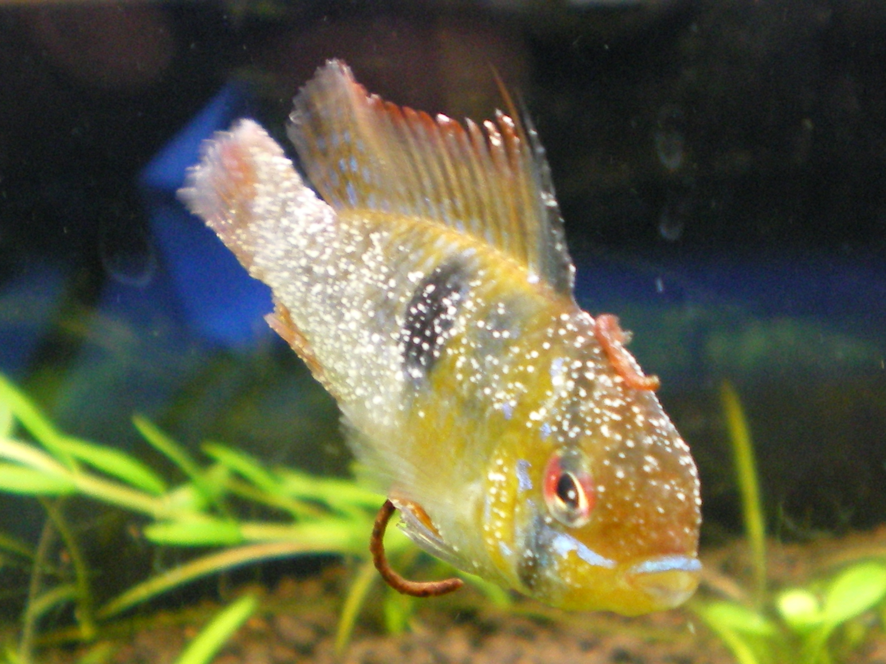 思わせぶりラムちゃん 水遊日和