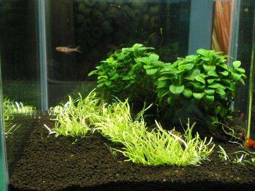 水遊日和 水草