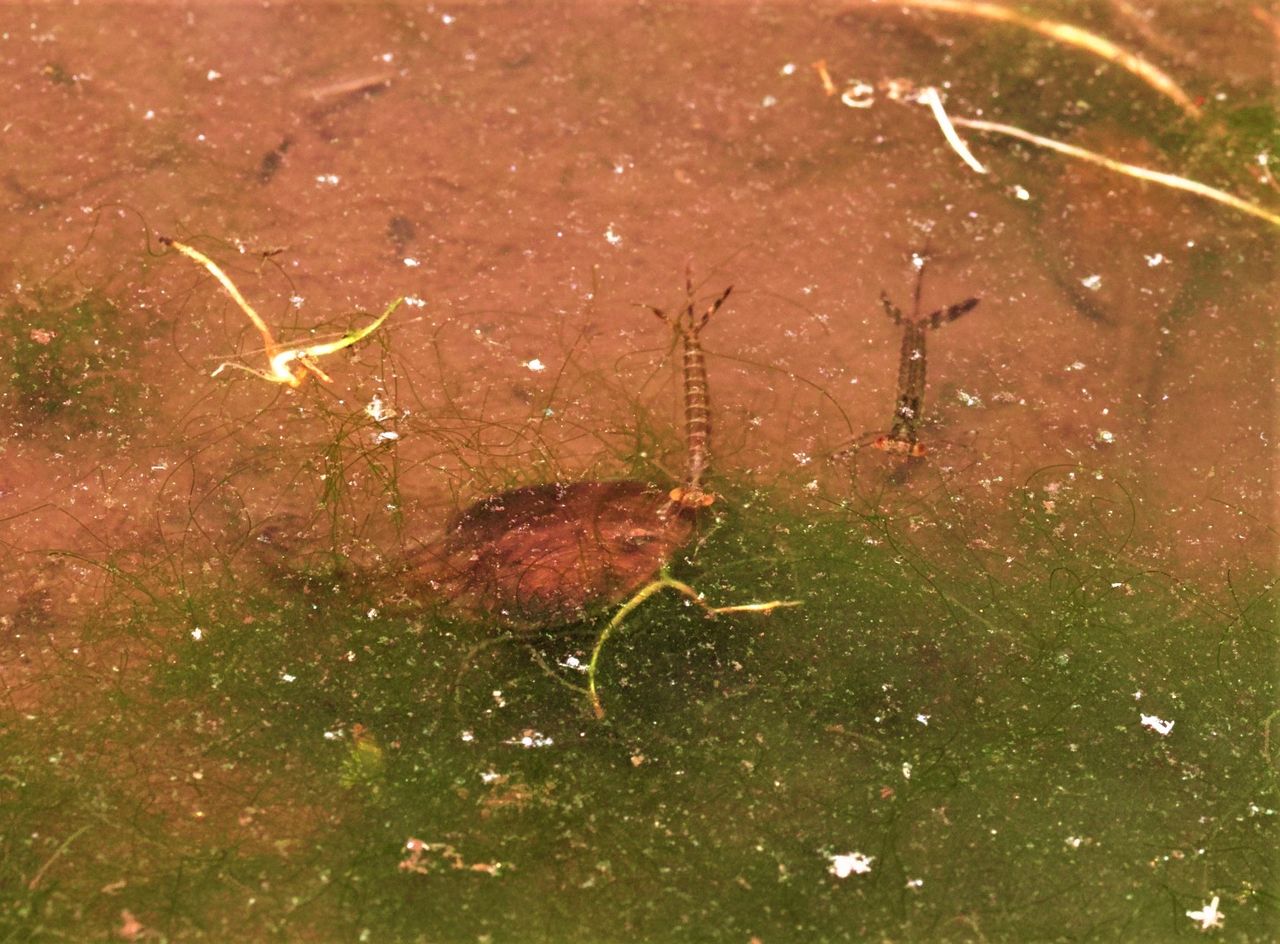 オオアオイトのヤゴとオタマジャクシ 富士山トンボ池通信