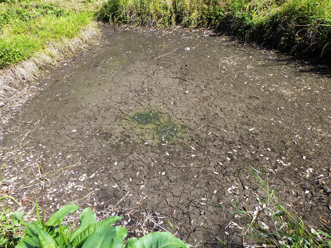 干上がる寸前の池 富士山トンボ池通信 干上がる寸前の池 富士山トンボ池通信
