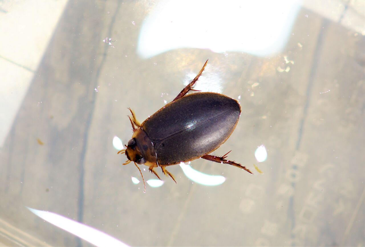 エゾヒラタヒメゲンゴロウ 3匹 エゾヒラタヒメゲンゴロウ