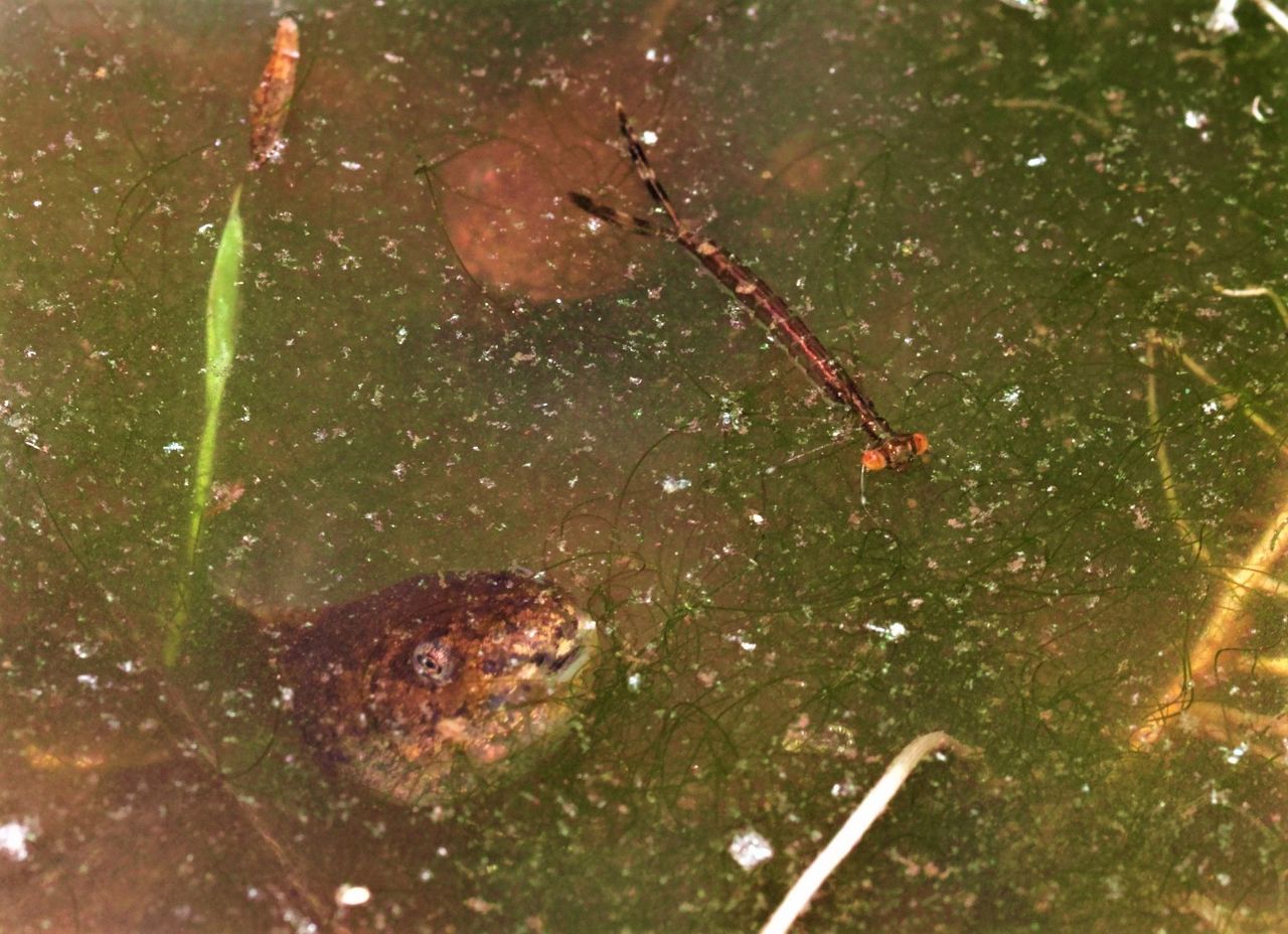 オオアオイトのヤゴとオタマジャクシ 富士山トンボ池通信