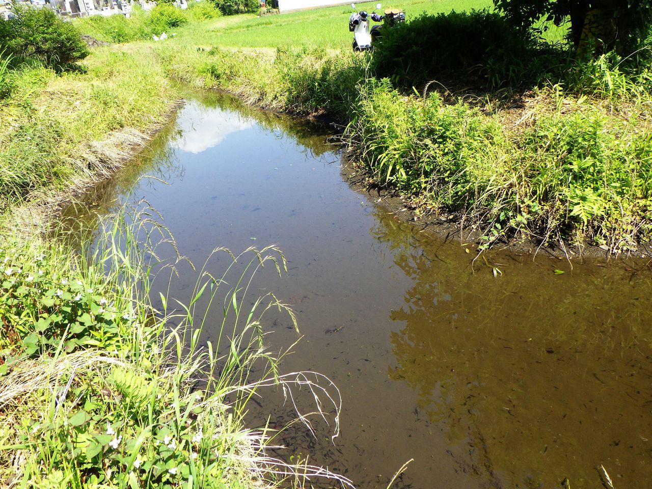 干上がる寸前の池 富士山トンボ池通信 干上がる寸前の池 富士山トンボ池通信