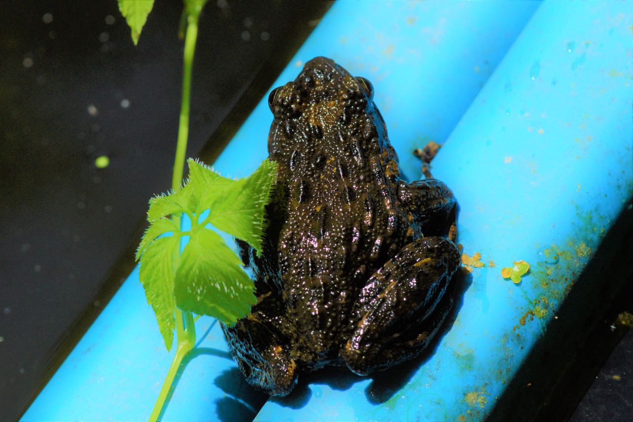 katogoro ホビー・楽器・アート 極上根付 人物とカエル 22g 東Y7-0917