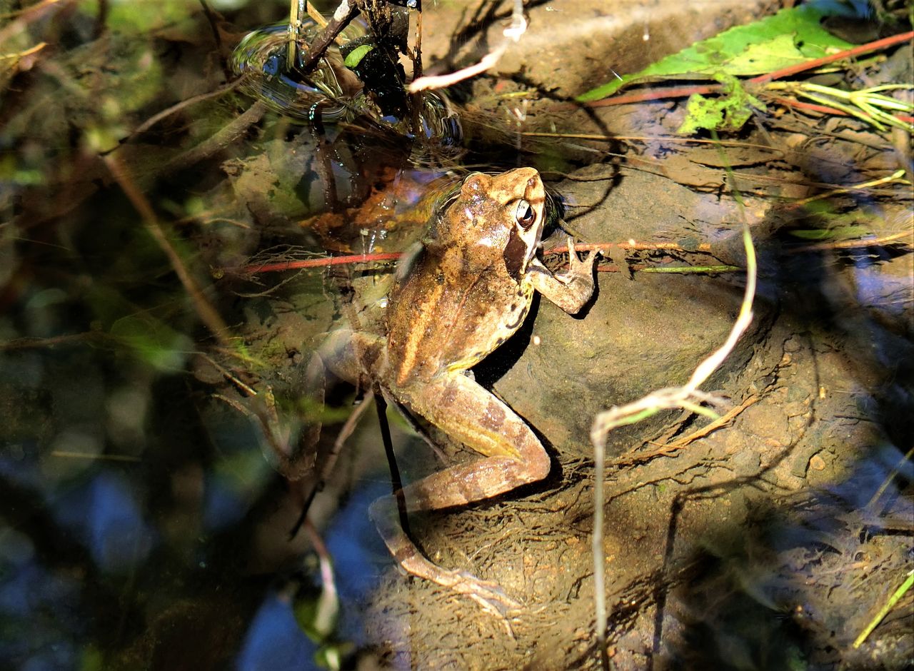 トンボ池のカエル。 : 富士山トンボ池通信