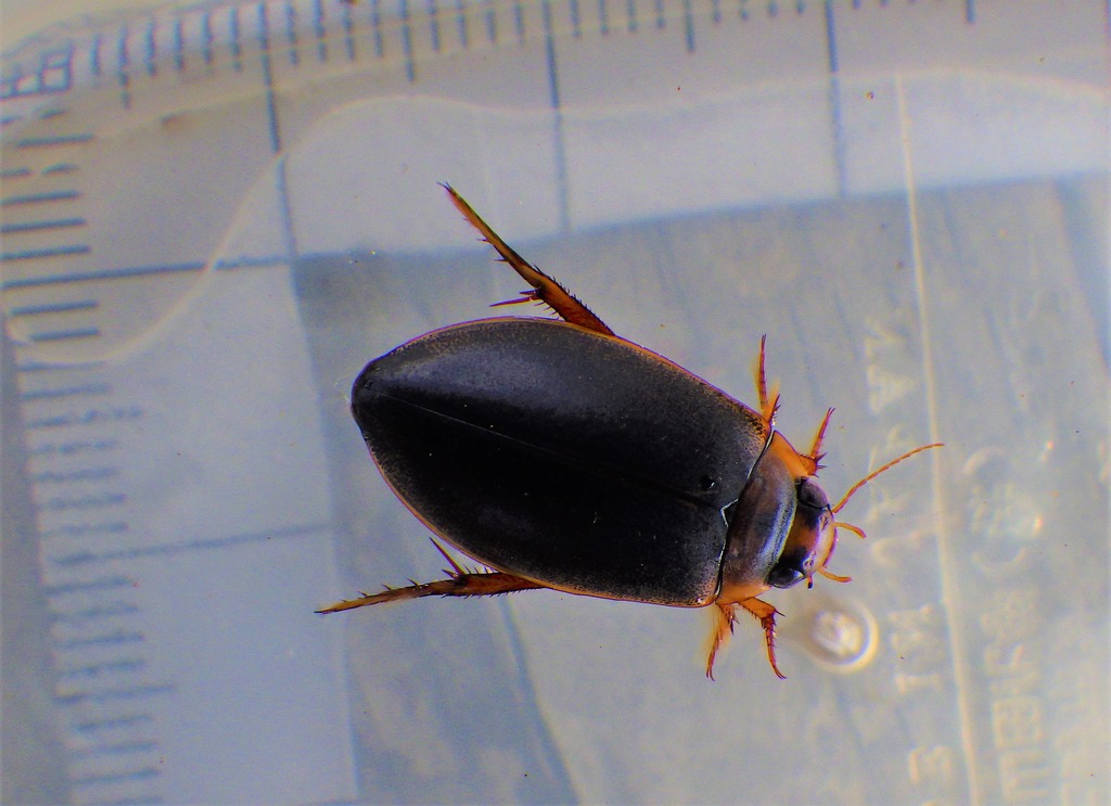 エゾヒラタヒメゲンゴロウ 3匹 エゾヒラタヒメゲンゴロウ