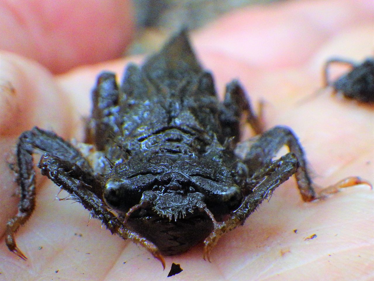 でかいヤゴ 富士山トンボ池通信