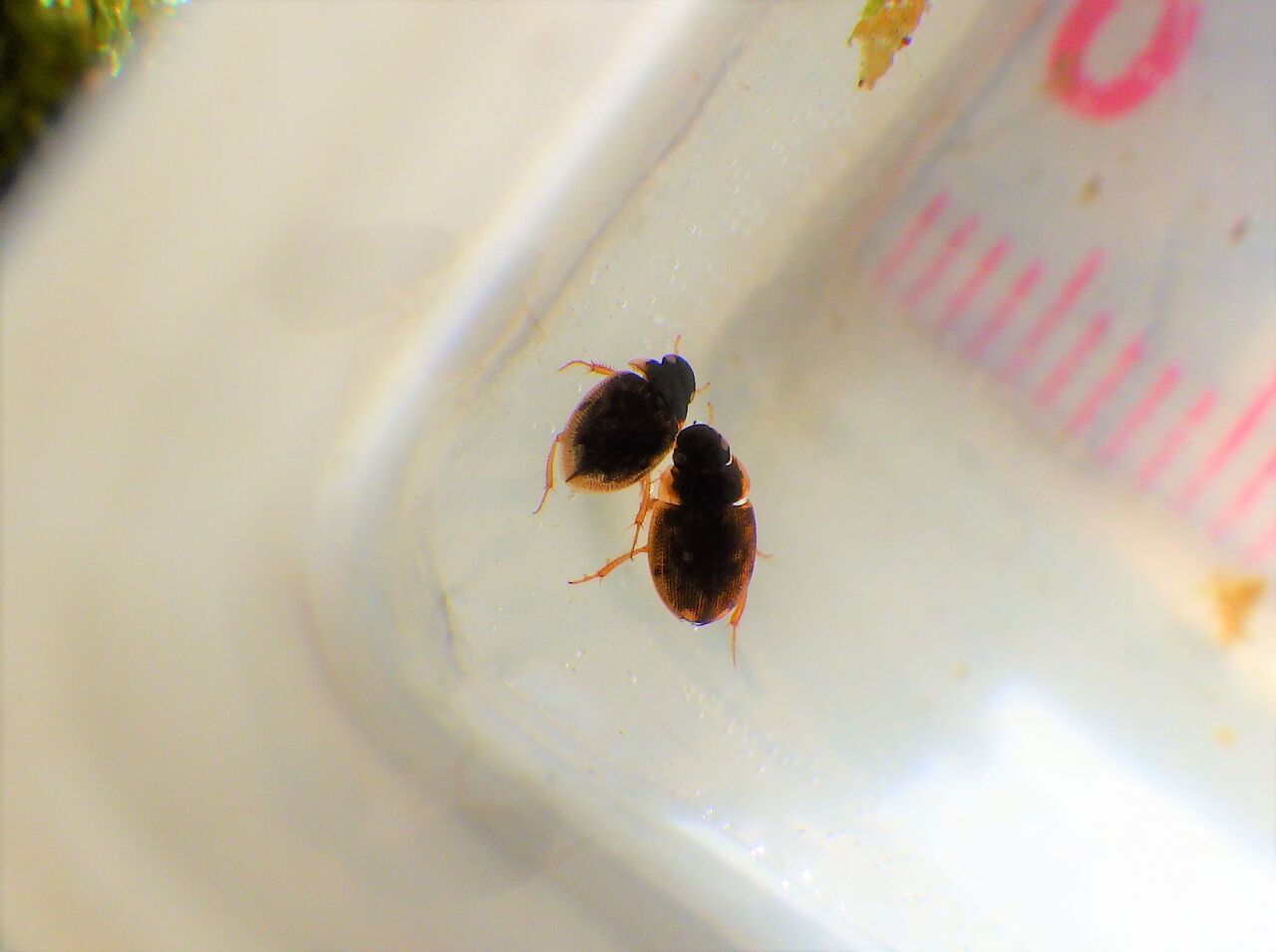 水生昆虫 : 富士山トンボ池通信