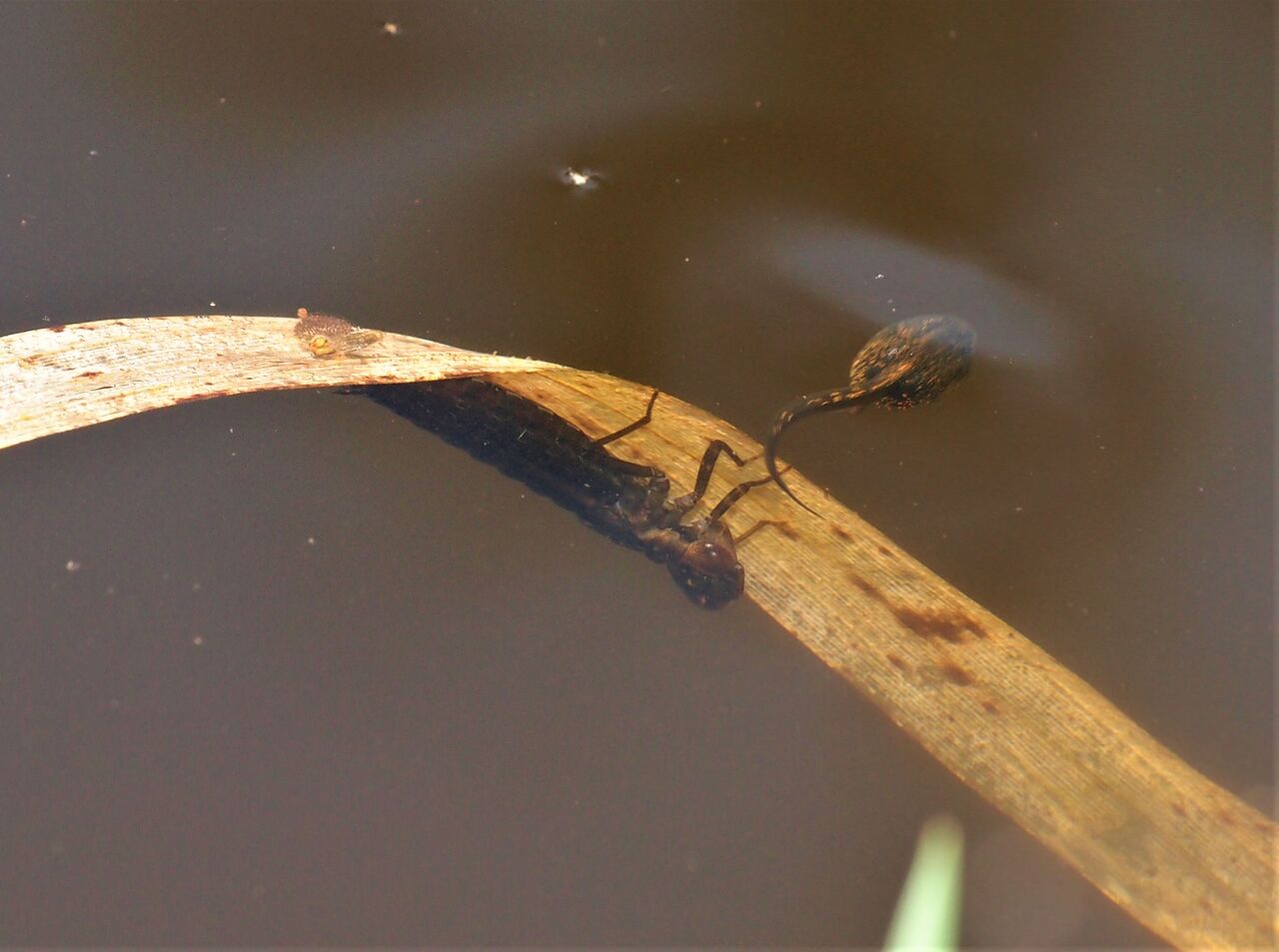 オタマジャクシと捕食者 富士山トンボ池通信