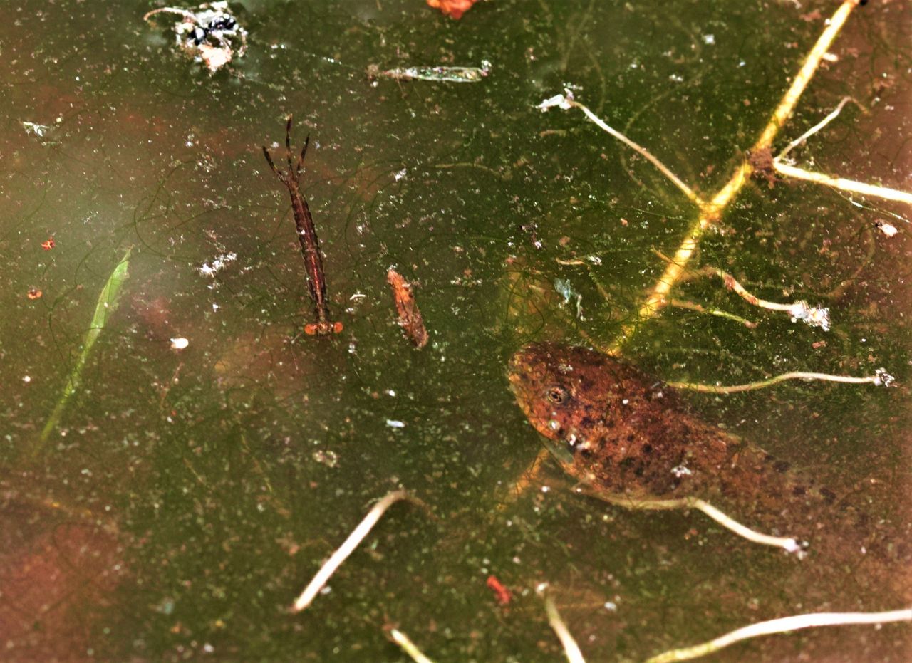 オオアオイトのヤゴとオタマジャクシ 富士山トンボ池通信