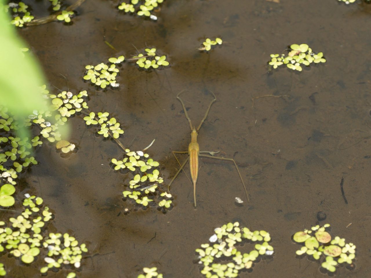 トンボ池の水生昆虫 富士山トンボ池通信