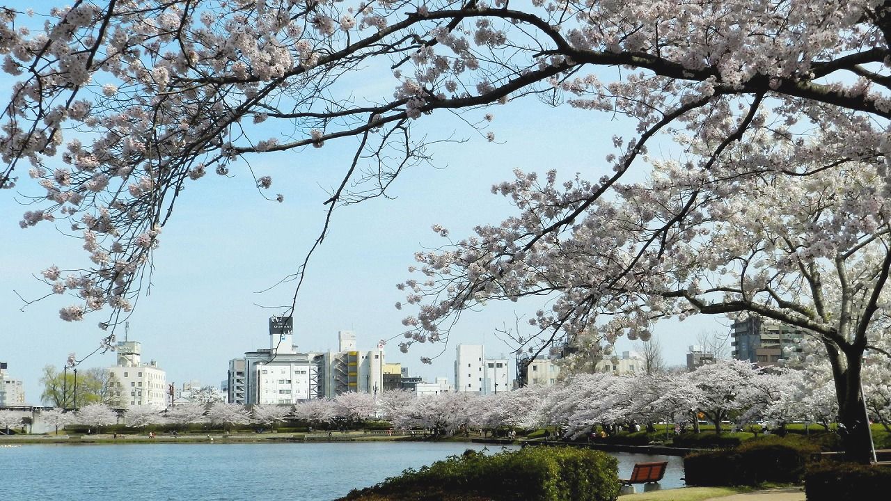 千波湖の桜 Tonboのblog