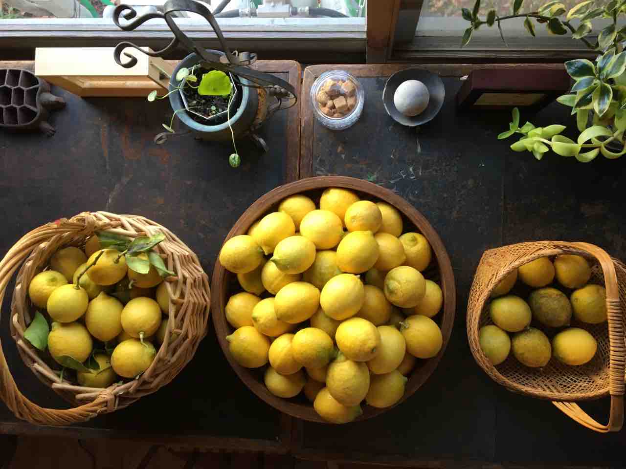 庭のレモン収穫 里山カフェ Tonbo日記