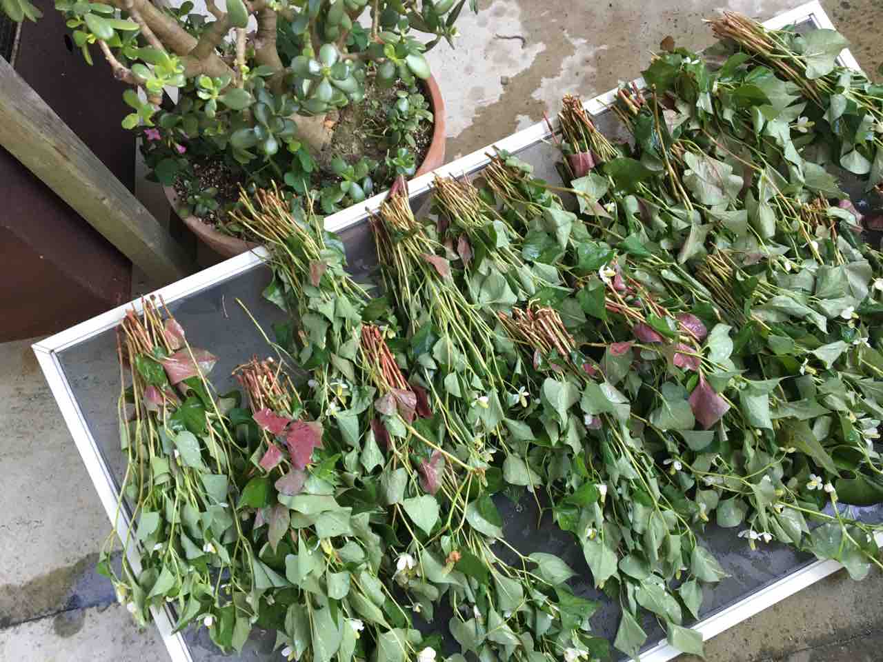 草刈りとドクダミ干し 里山カフェ Tonbo日記