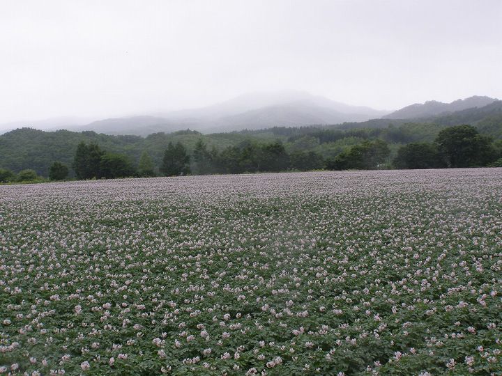 厚沢部のジャガイモ畑 : なんでも北海道