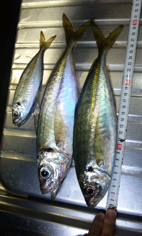 バスロッドでヘビーキャロライナリグ アジング 伊勢志摩でｆｉｓｈ