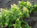 DSCN0965