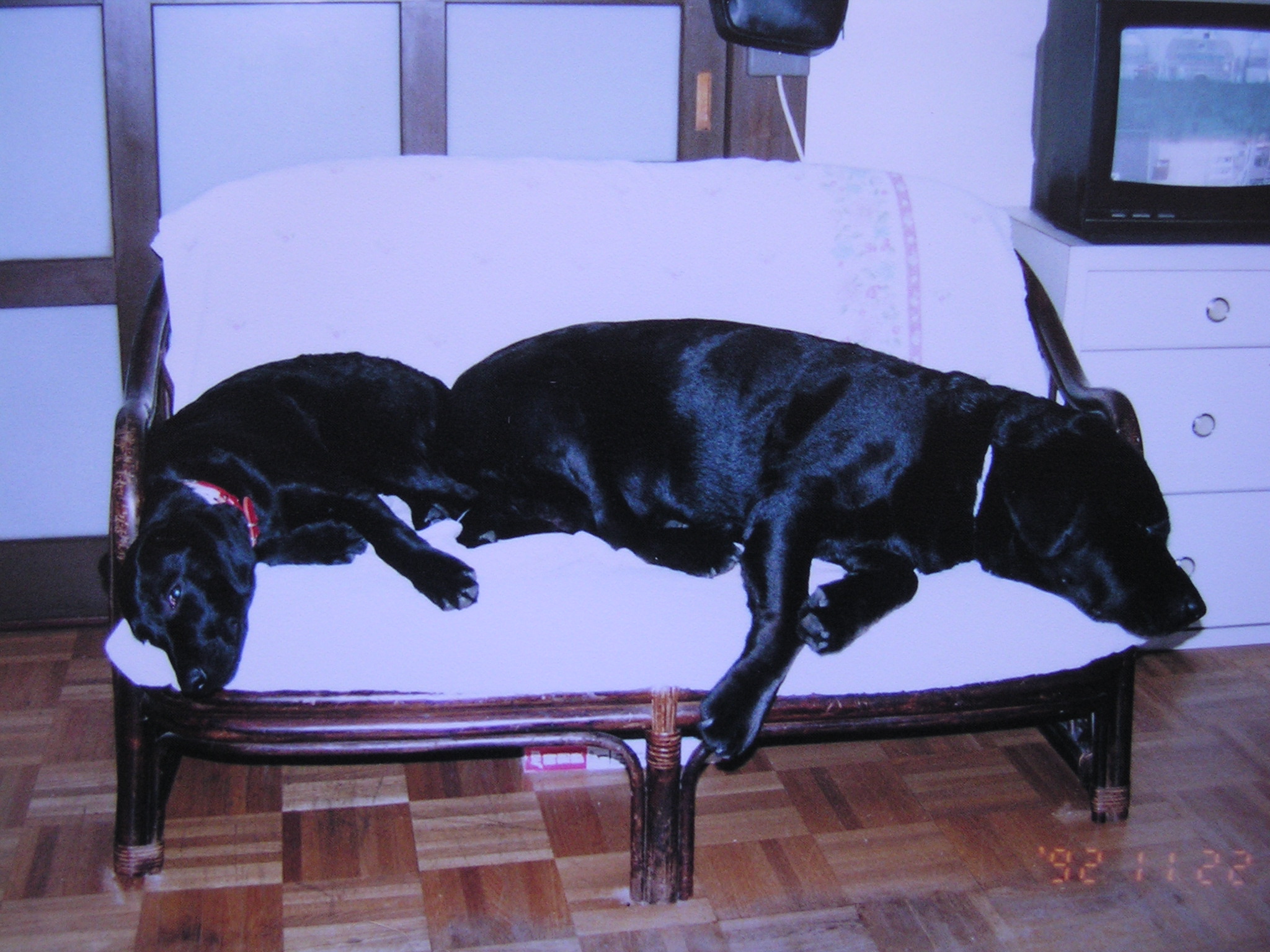 画家の家族 ラブラドール犬がダブル デッサン画は楽しく 絵画と雑文 画家の家族 ラブラドール犬がダブル デッサン画は楽しく 絵画と雑文
