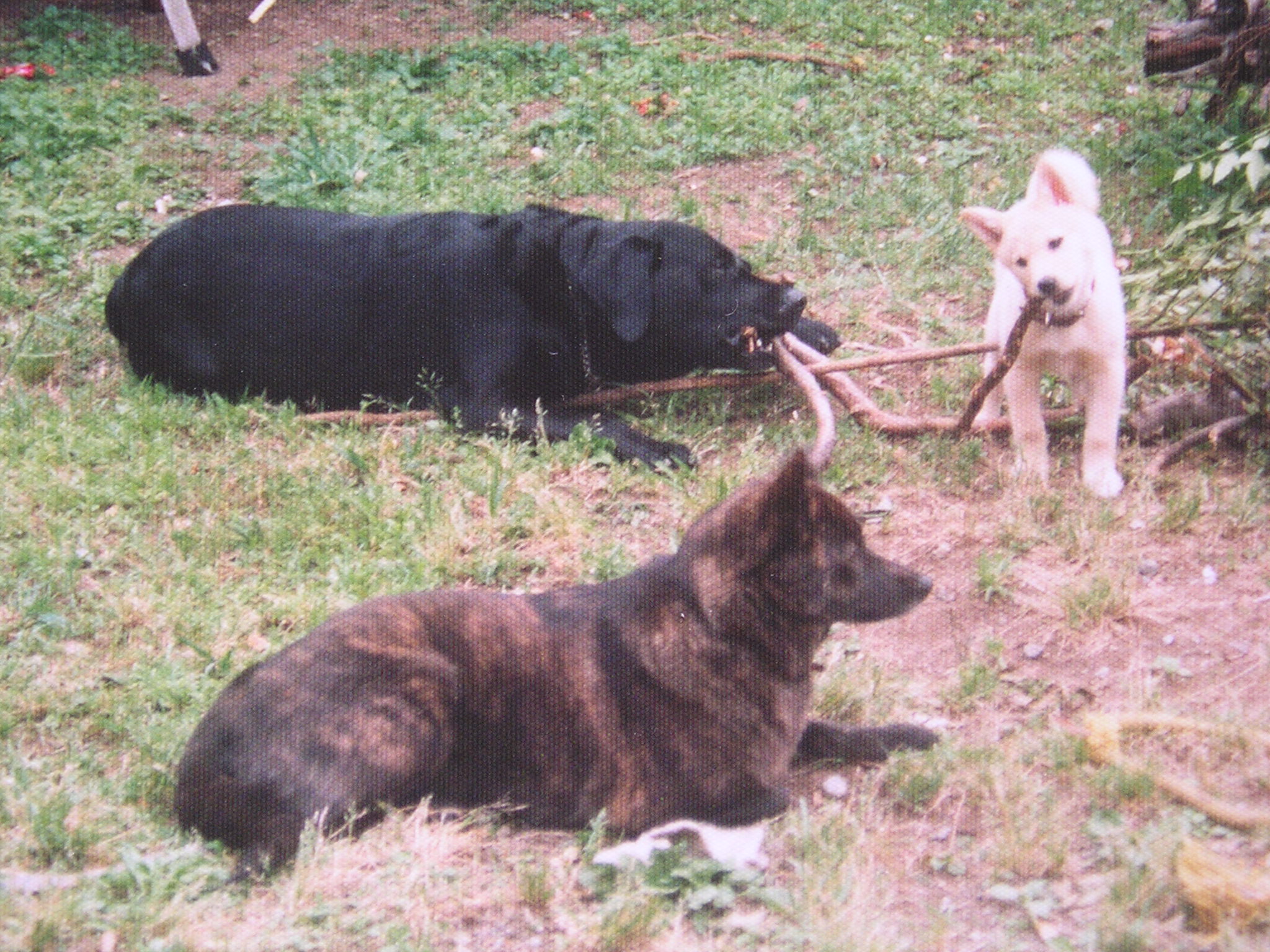 画家の犬達 役立たずの兄妹犬 デッサン画は楽しく 絵画と雑文