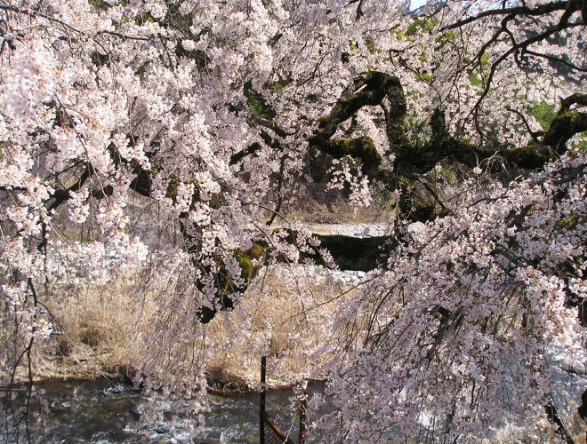 枝垂桜4月1