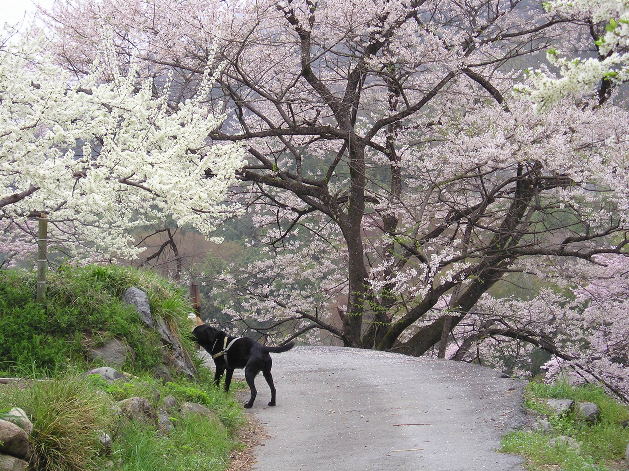 犬 風景画 超特別価格 原画 スゴロック居住区 犬 猫 動物画 パステル画