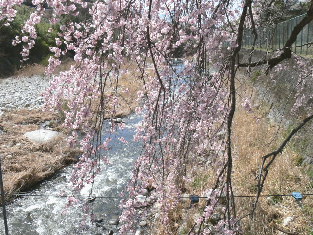 桜・さくら・・・孤独な古木（枝垂桜と渓流・写真） : デッサン画は