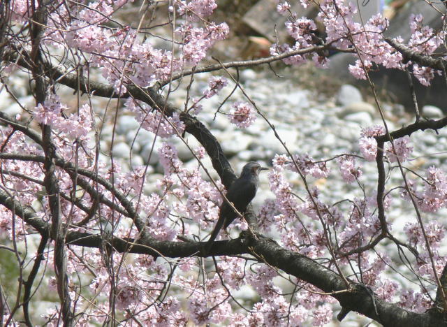 桜・さくら・・・孤独な古木（枝垂桜と渓流・写真） : デッサン画は