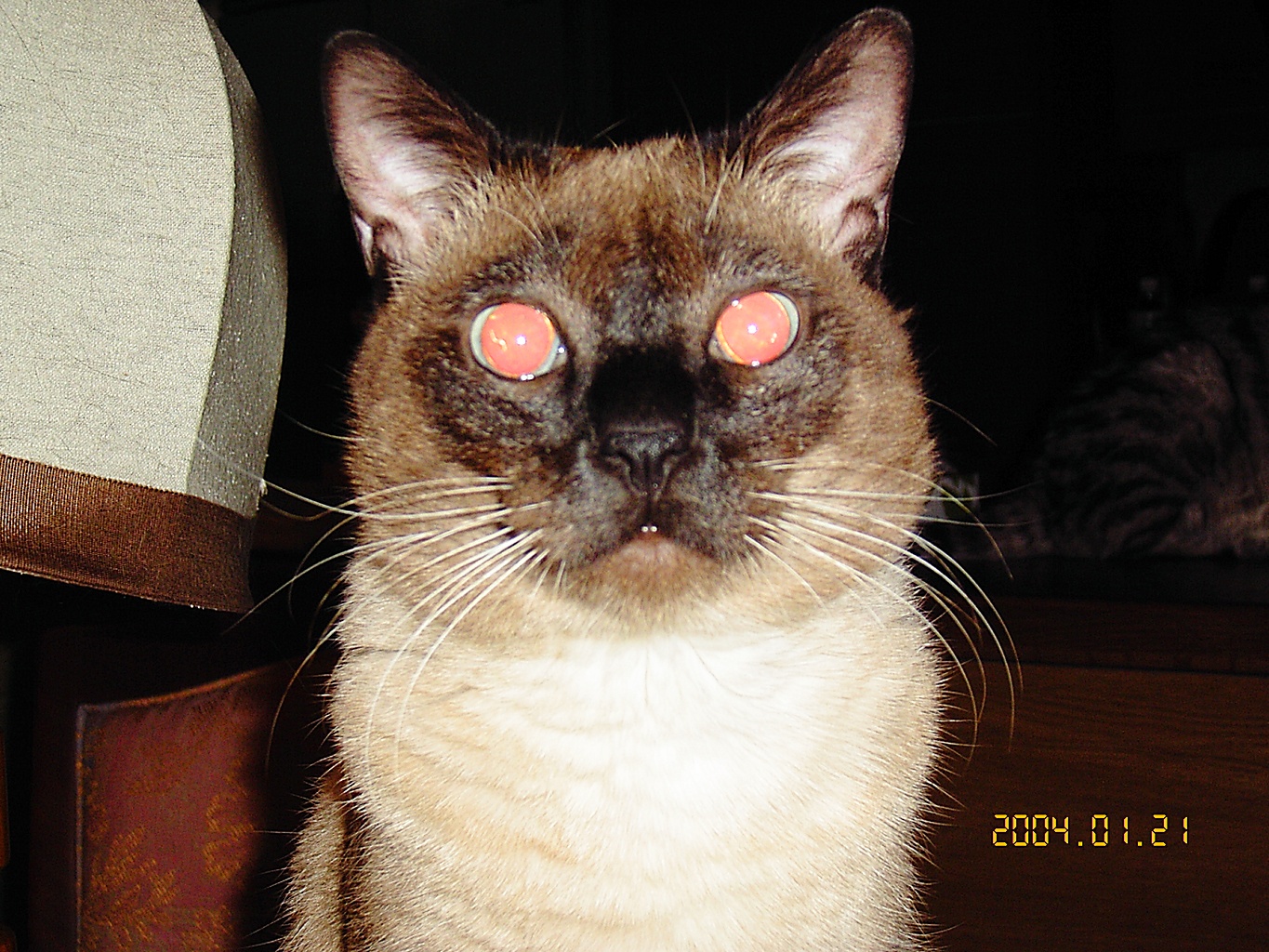 乳母は犬と画家 こうもり科赤目猫 犬と画家と猫と絵画