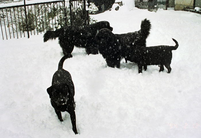 雪の日は想い出と遊ぶ画家 犬と画家と猫と絵画 雪の日は想い出と遊ぶ画家 犬と画家と猫と絵画