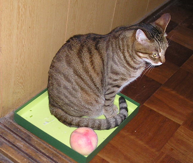 モモ猫の桃は犬がパクッと 犬と画家と猫と絵画