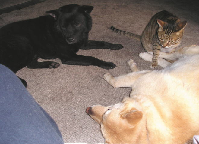 モモ猫の桃は犬がパクッと 犬と画家と猫と絵画