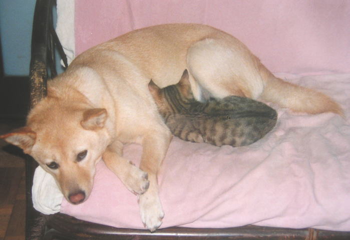 モモ猫と乳母犬の比率が 犬と画家と猫と絵画 モモ猫と乳母犬の比率が 犬と画家と猫と絵画
