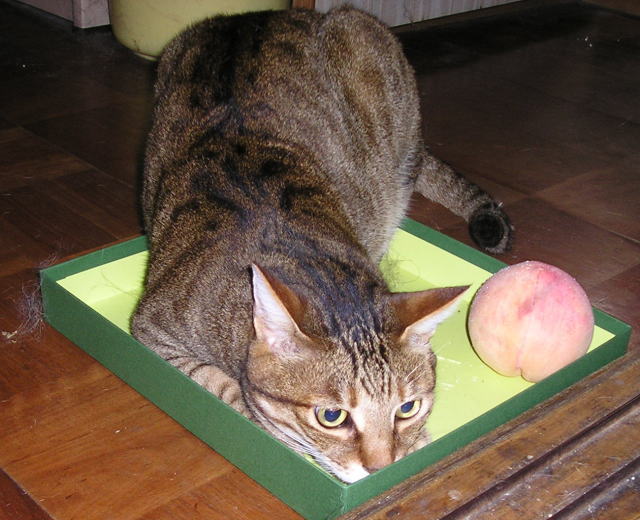 モモ猫とモモ1