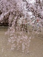 0331群馬11
